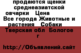 продаются щенки среднеазиатской овчарки › Цена ­ 30 000 - Все города Животные и растения » Собаки   . Тверская обл.,Бологое г.